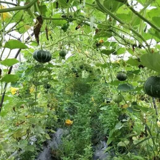 原生態(tài)農產品品牌設計理念